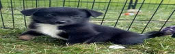 Mixed Breed dogs for sale: Jackson - Ad 4