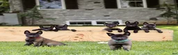 Belgian Malinois dogs for sale: Ramona  - Ad 4