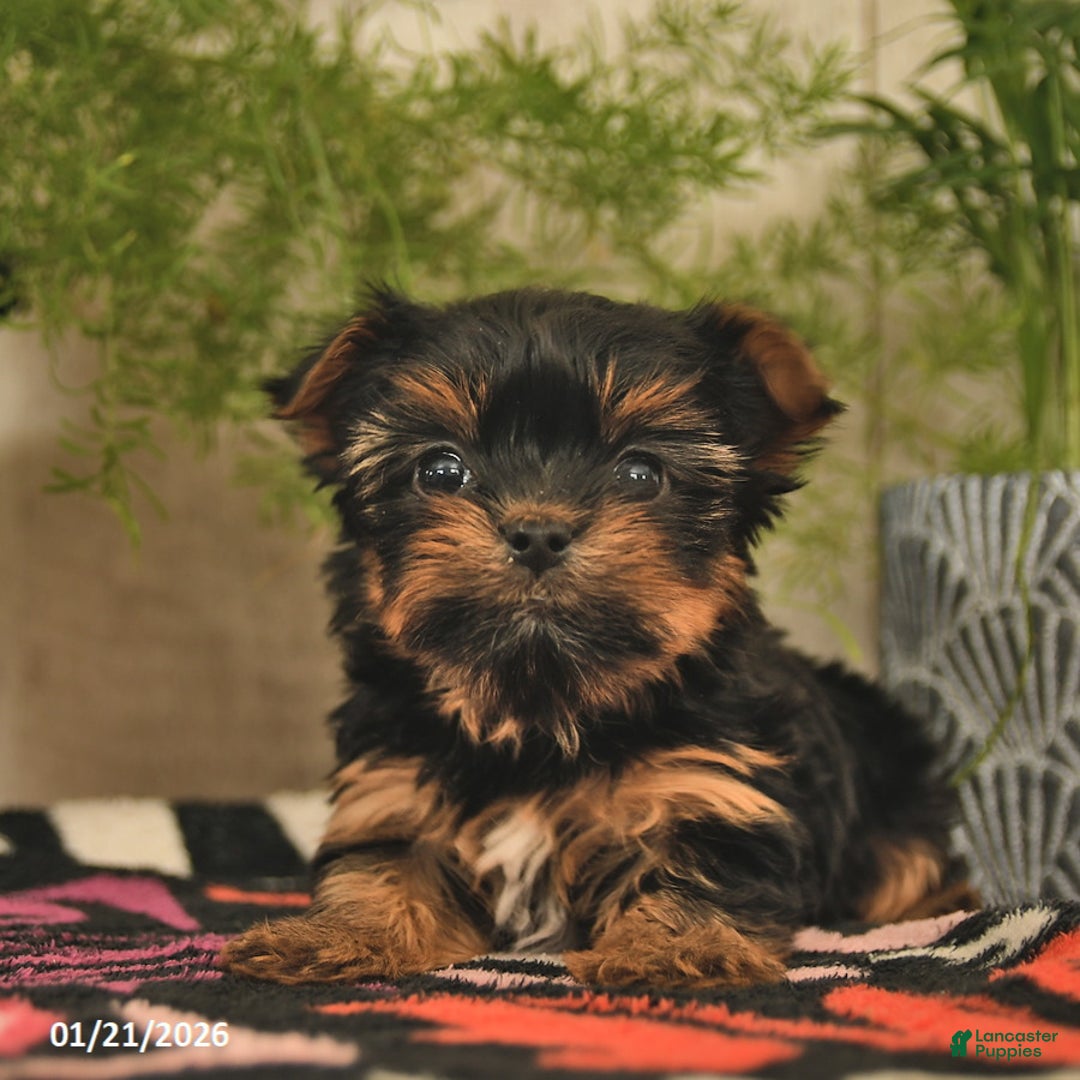 Yorkshire Terrier dogs for sale: Rose  - Ad 4