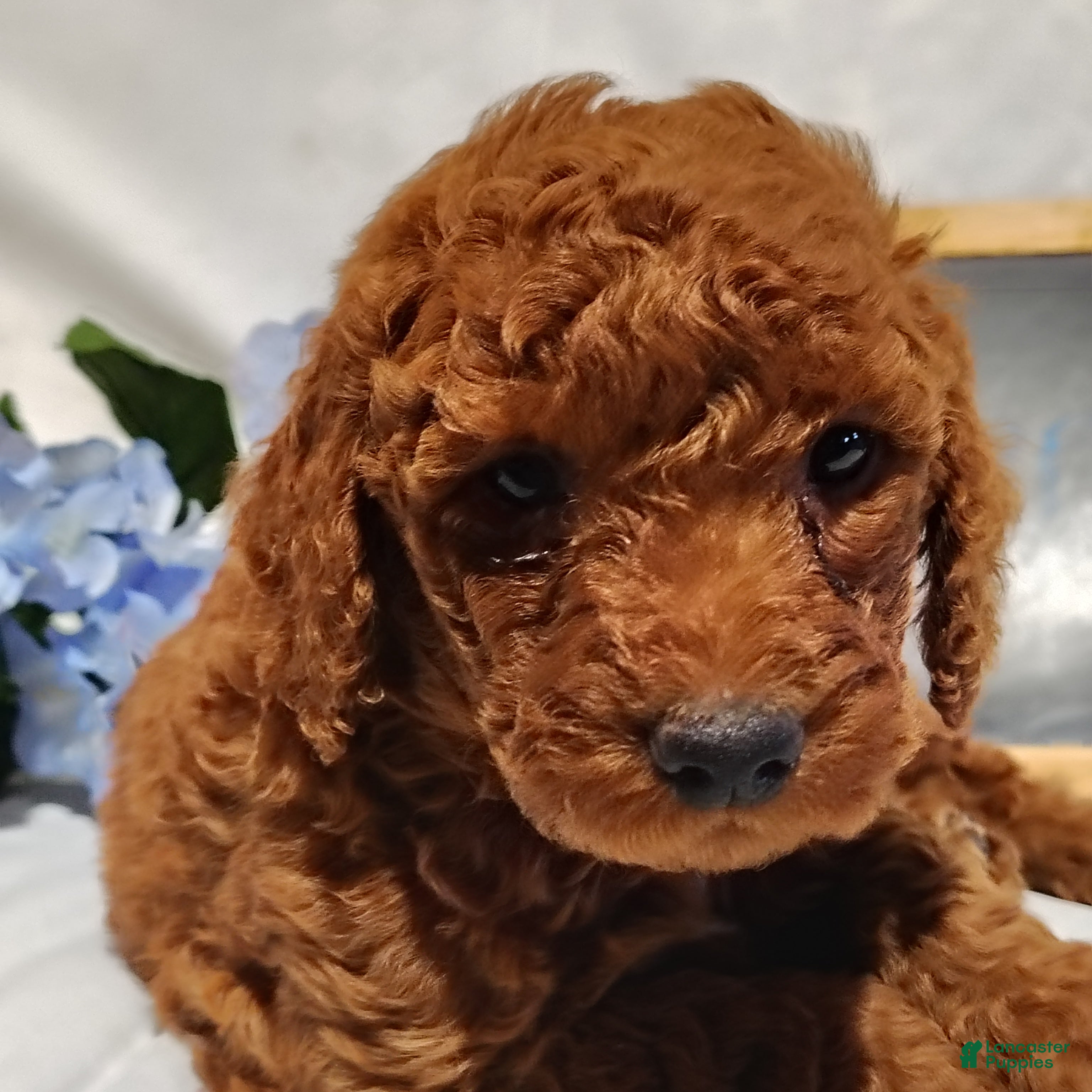 Benny