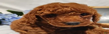 Benny