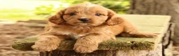 Cavapoo dogs for sale: Seth - Ad 3