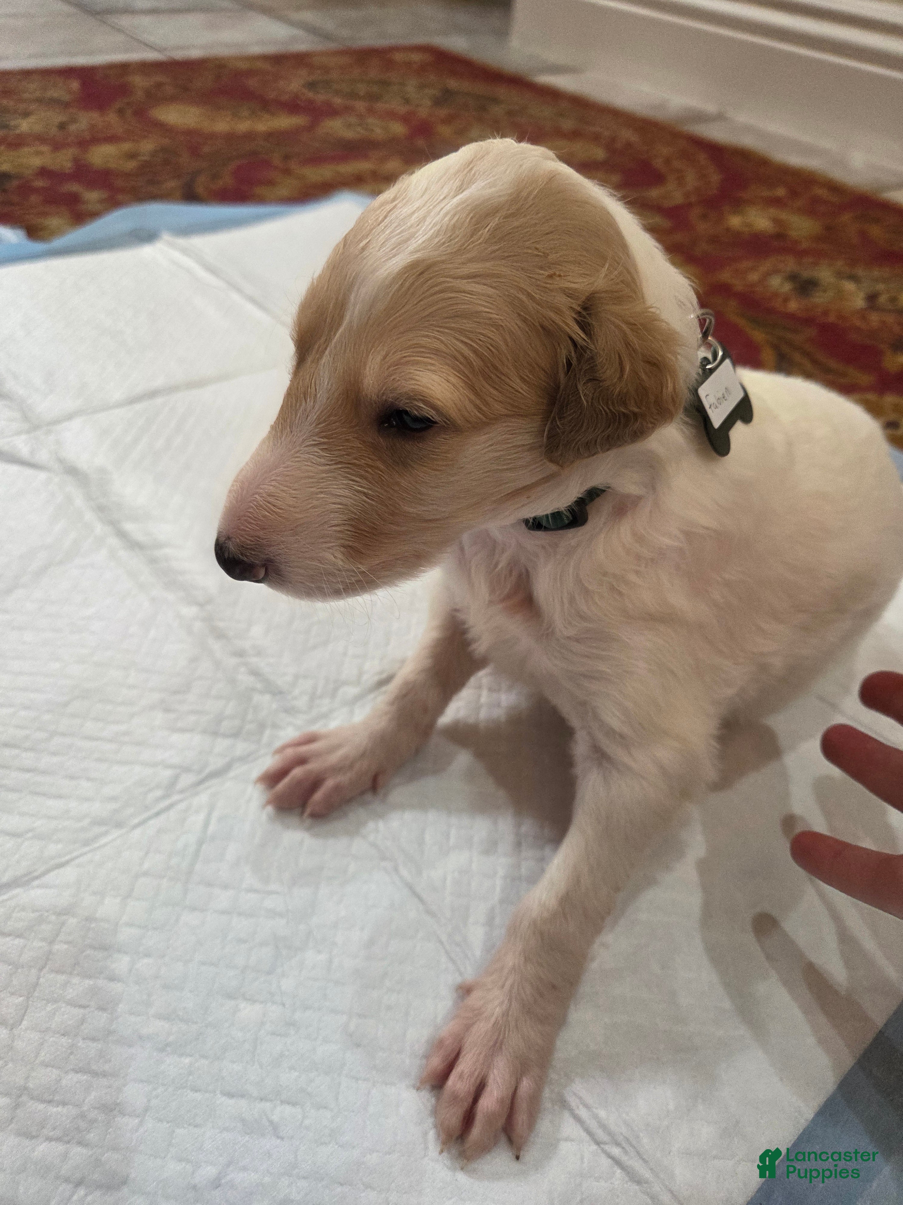 Borzoi dogs Fabien - Ad 2