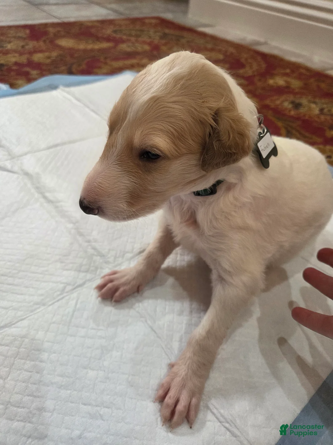 Borzoi dogs for sale: Fabien - Ad 2