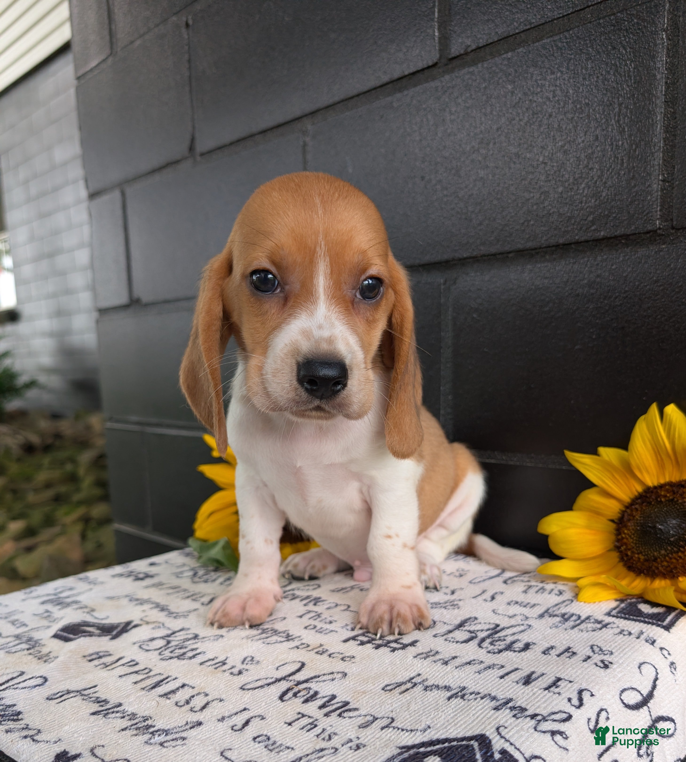 Mixed Breed dogs Glenn  - Ad 2