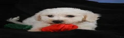 Bichon Frise dogs for sale: Jimmy - Ad 15
