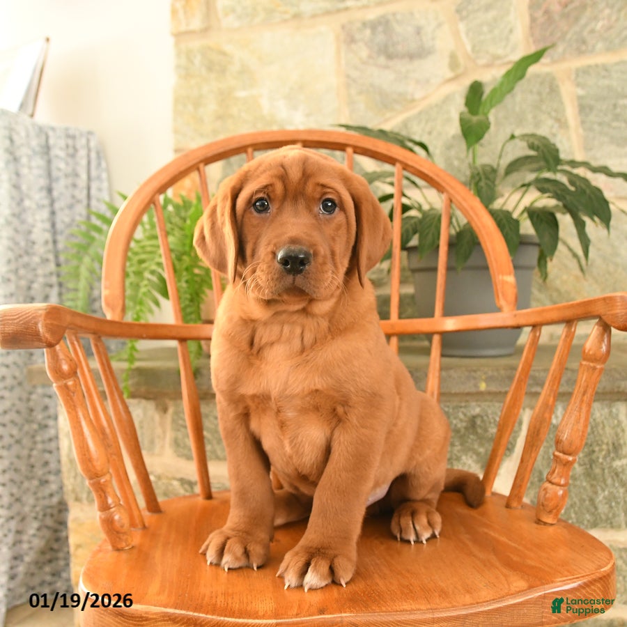 Labrador Retriever dogs Rusty - Ad 7