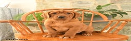 Labrador Retriever dogs for sale: Rusty - Ad 1