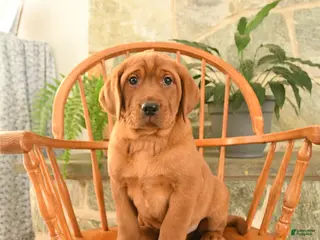 Labrador Retriever dogs Rusty - Ad 24