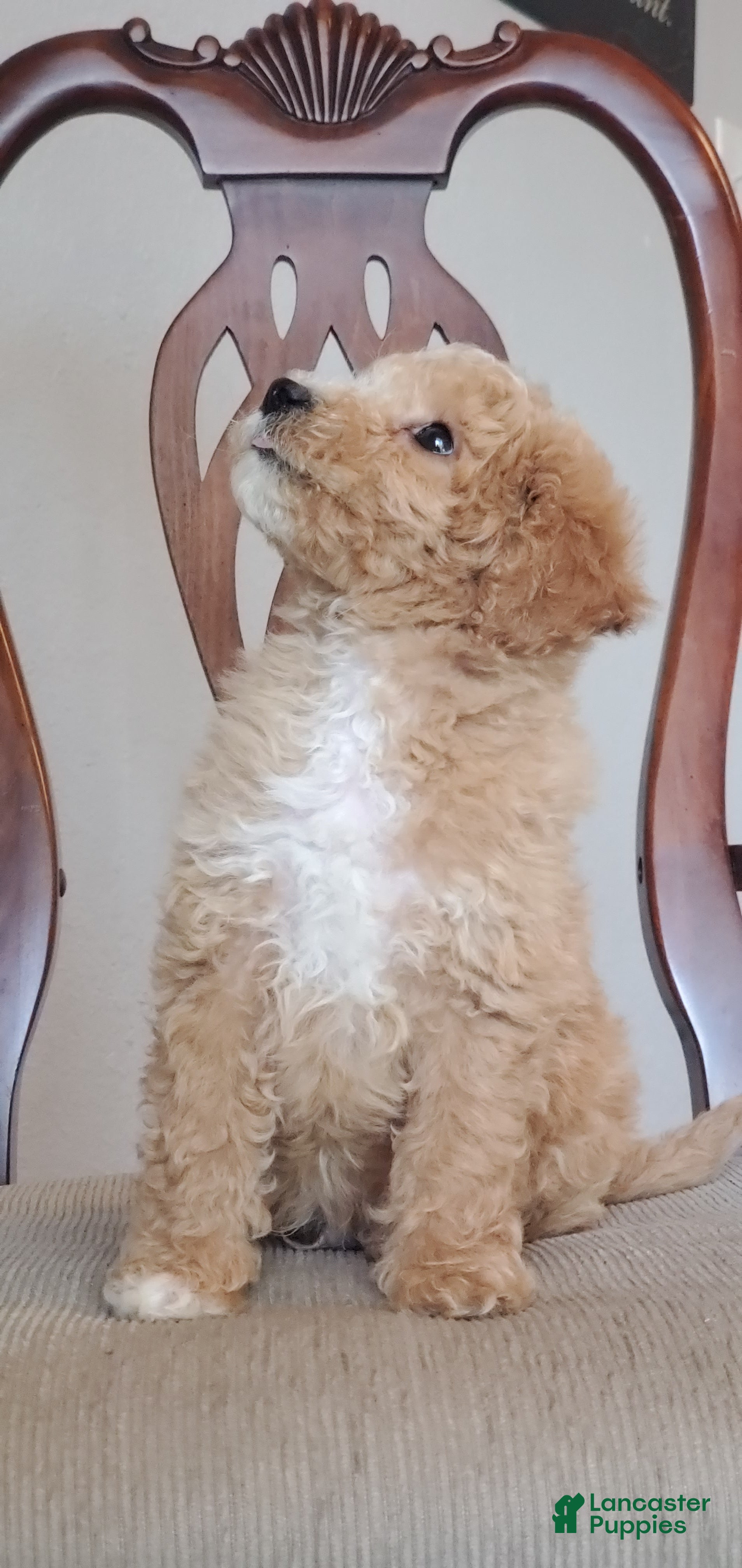 Mini Goldendoodle dogs Archie - Ad 2