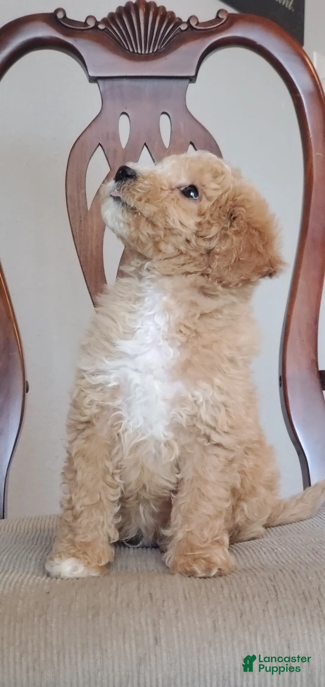 Mini Goldendoodle dogs for sale: Archie - Ad 2