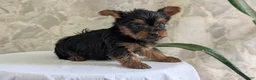 Yorkshire Terrier dogs for sale: Zya - Ad 7