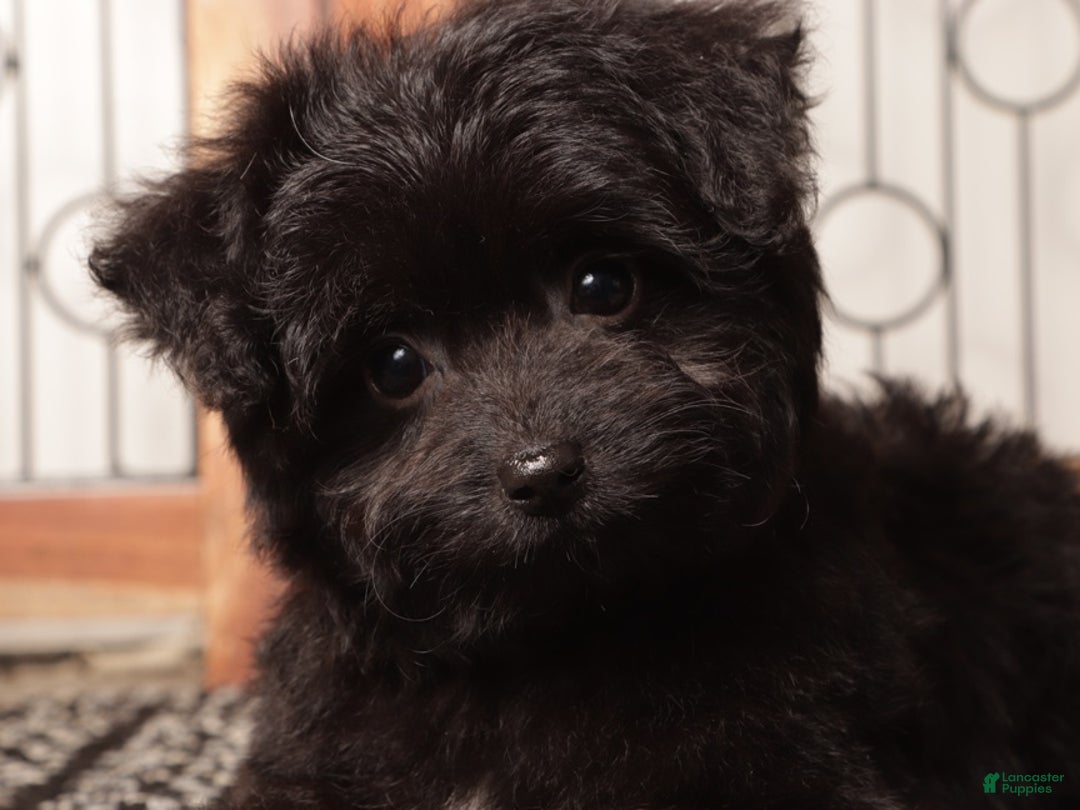 Mixed Breed dogs for sale: Emma Cute Toy Aussie Poo - Ad 2