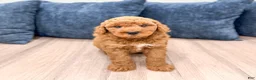 Mini Goldendoodle dogs for sale: Charlie - Ad 4