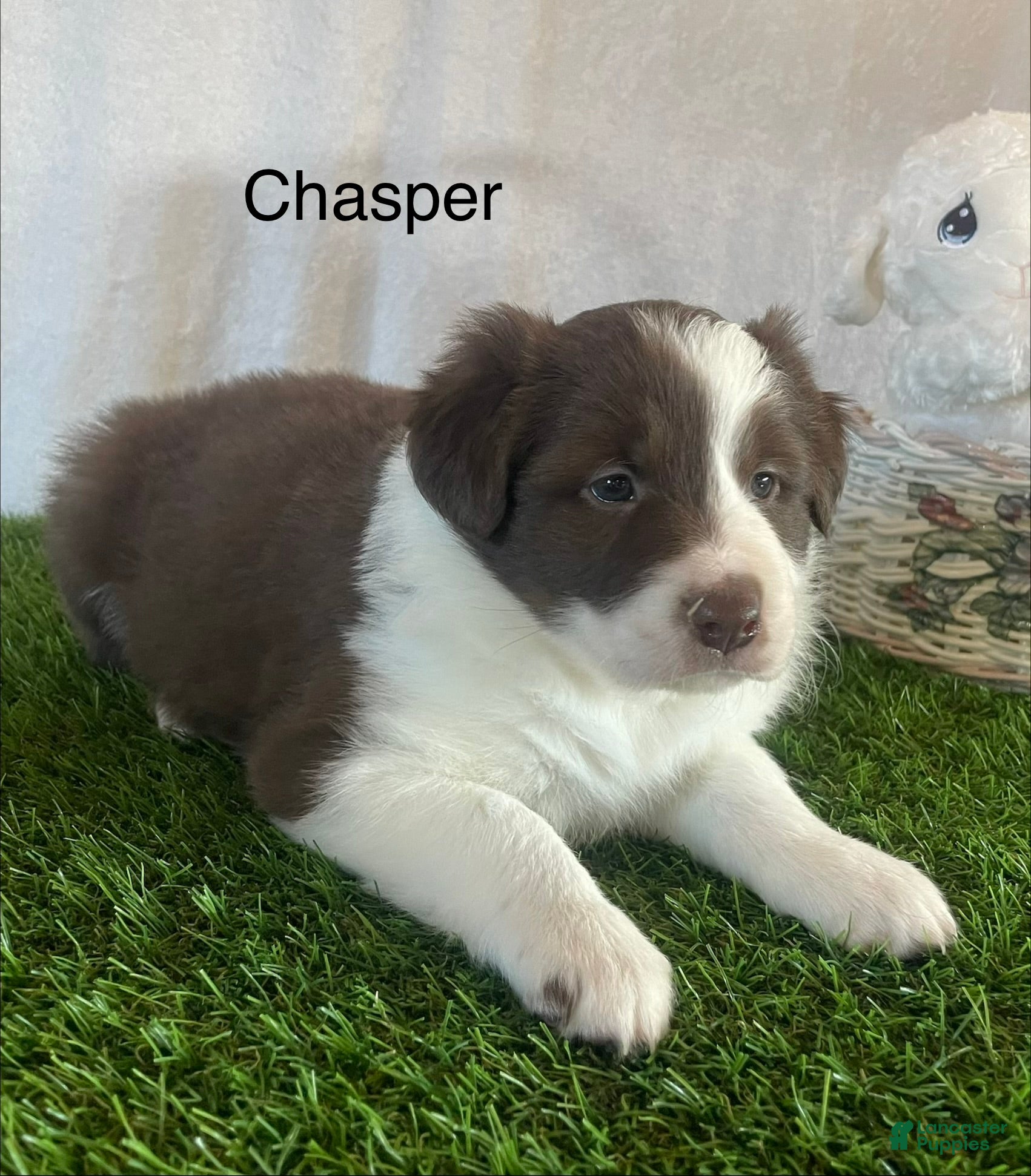 Border Collie dogs Border Collie Puppy 1  - Ad 2