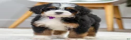 Mini Bernedoodle dogs for sale: Trixie - Ad 1