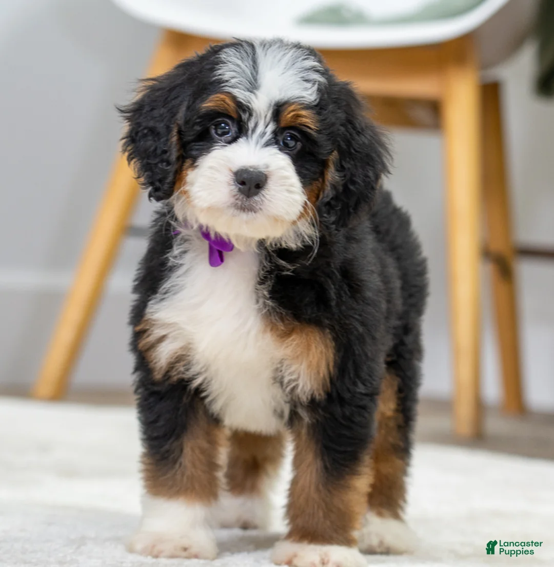 Mini Bernedoodle dogs for sale: Trixie - Ad 1