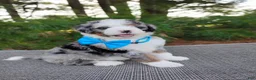 Bernedoodle dogs for sale: Cooper - Ad 2