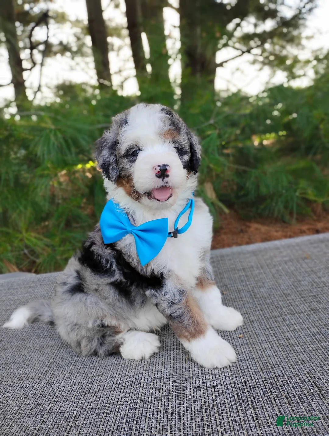 Bernedoodle dogs for sale: Cooper - Ad 2