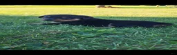 Rottweiler dogs for sale: Coco - Ad 2