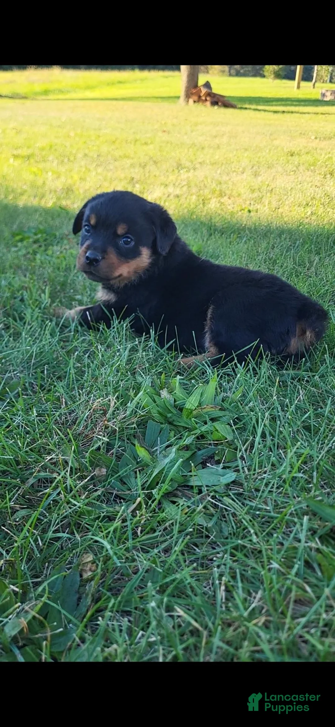 Rottweiler dogs for sale: Coco - Ad 2