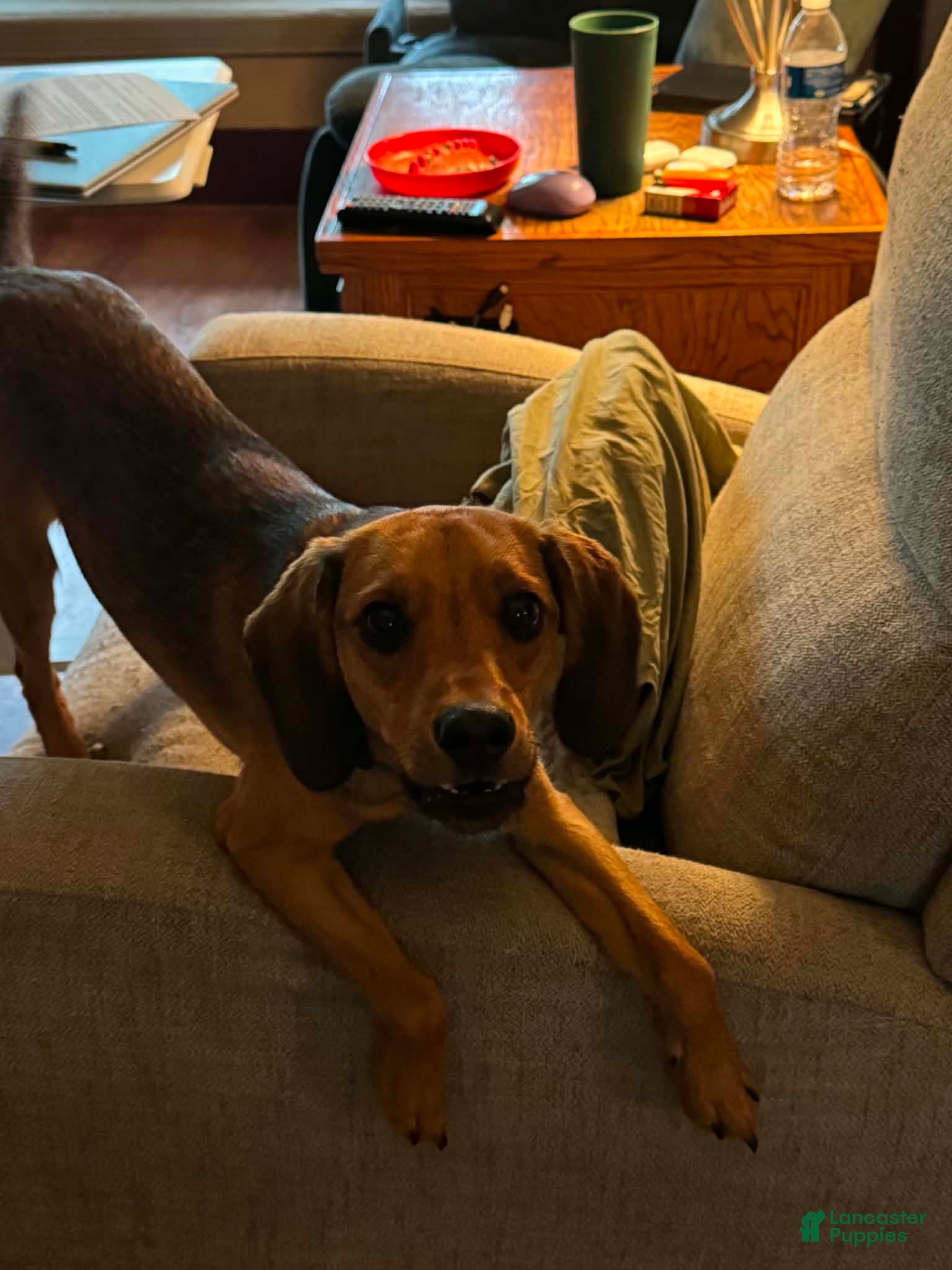 Mixed Breed dogs Jojo - Ad 7
