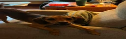 Mixed Breed dogs for sale: Jojo - Ad 1