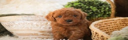 Miniature Poodle dogs for sale: Farley - Ad 8