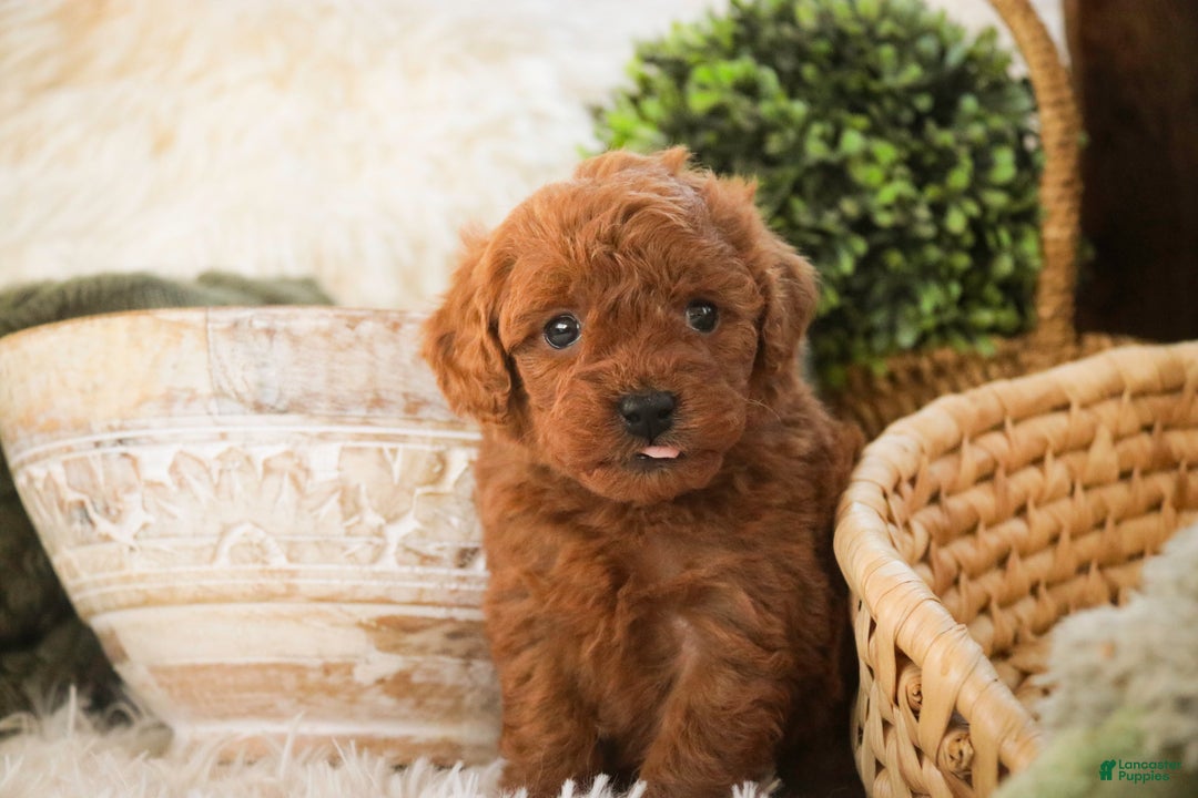 Miniature Poodle dogs for sale: Farley - Ad 8