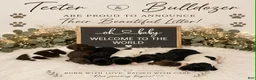 German Shorthaired Pointer dogs for sale: Perez - Ad 1