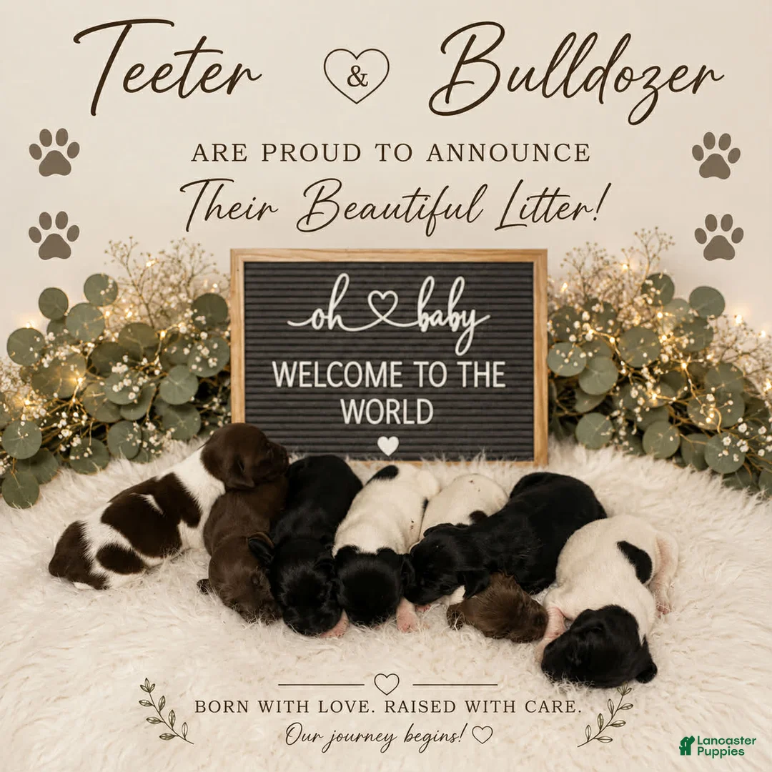 German Shorthaired Pointer dogs for sale: Perez - Ad 1