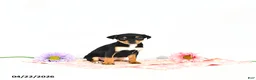 Miniature Pinscher dogs for sale: Jill       EXRTA SMALL - Ad 3