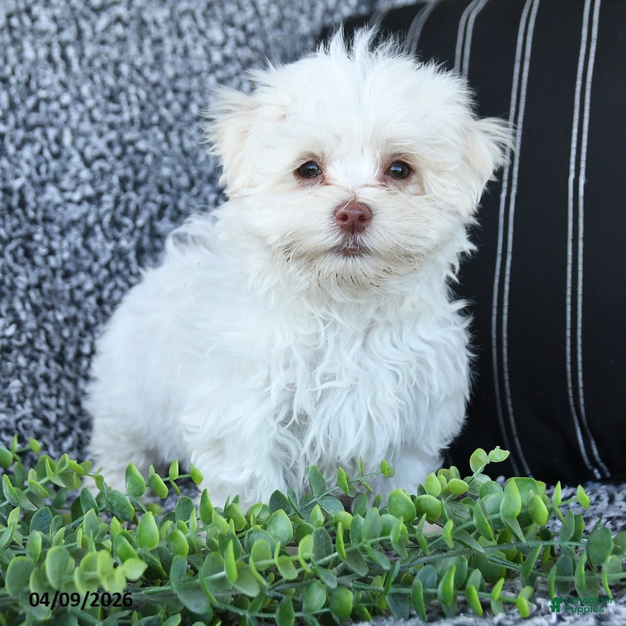 Maltese dogs Kohl - Ad 1