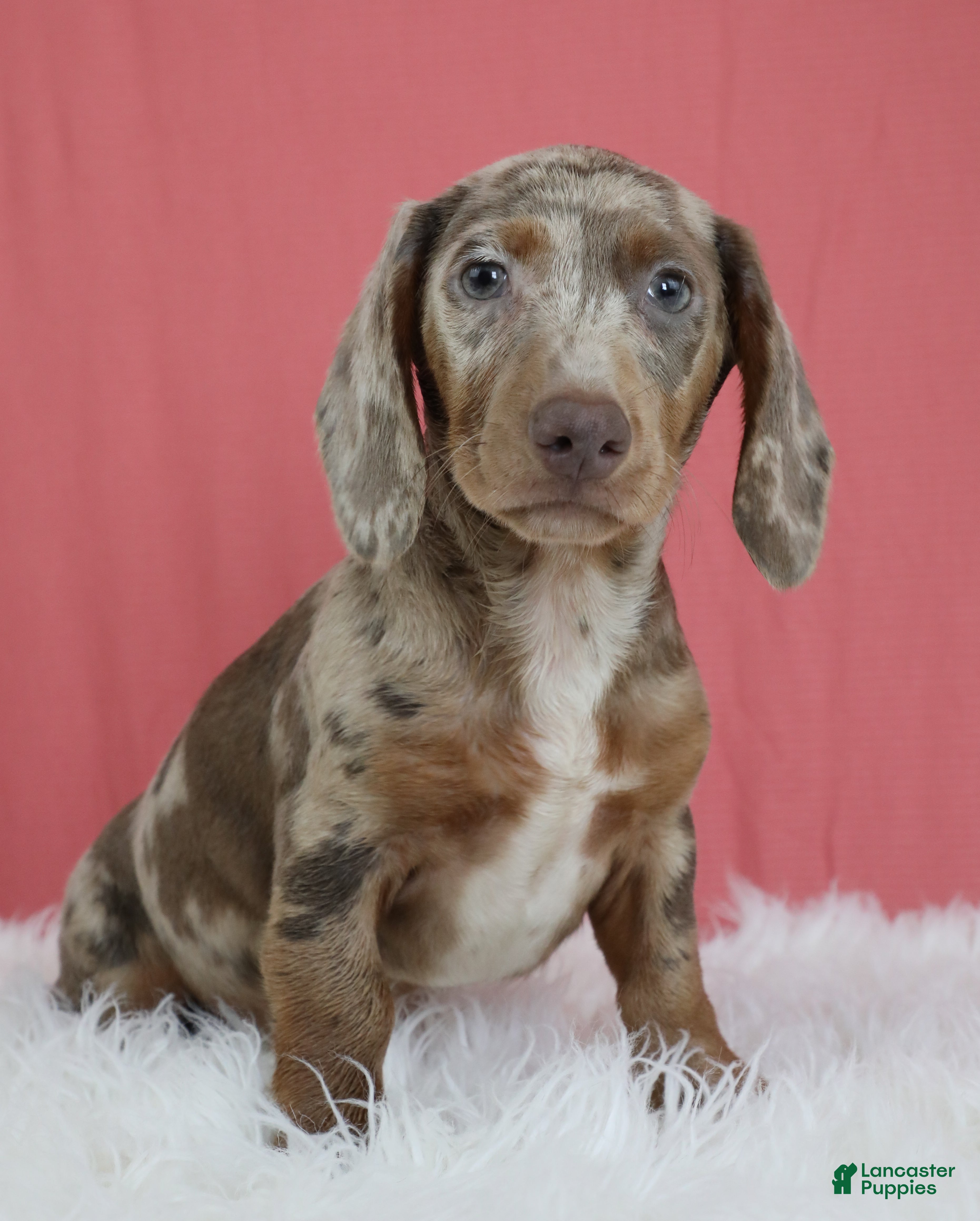 Dachshund dogs Aries 🪐 - Ad 1