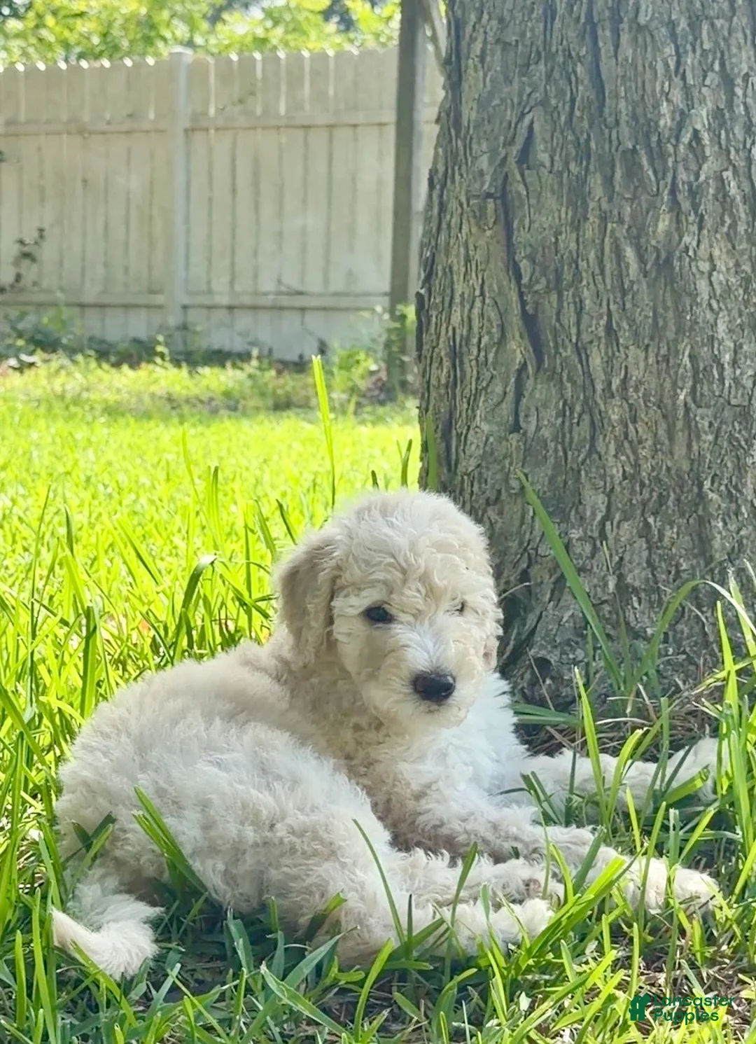 Mini Goldendoodle dogs for sale: Mini Goldendoodle Dumplin - Ad 2