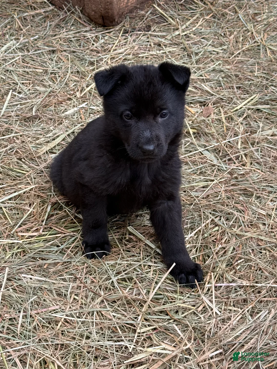 German Shepherd dogs for sale: German Shepherd Puppy 3 - Ad 1
