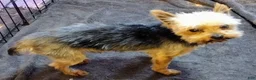 Yorkshire Terrier dogs for sale: Dynamite Zenith - Ad 7