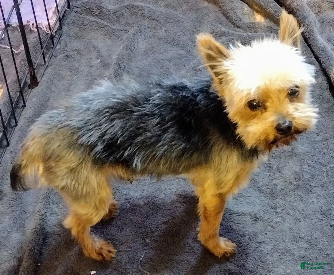 Yorkshire Terrier dogs for sale: Dynamite Zenith - Ad 7