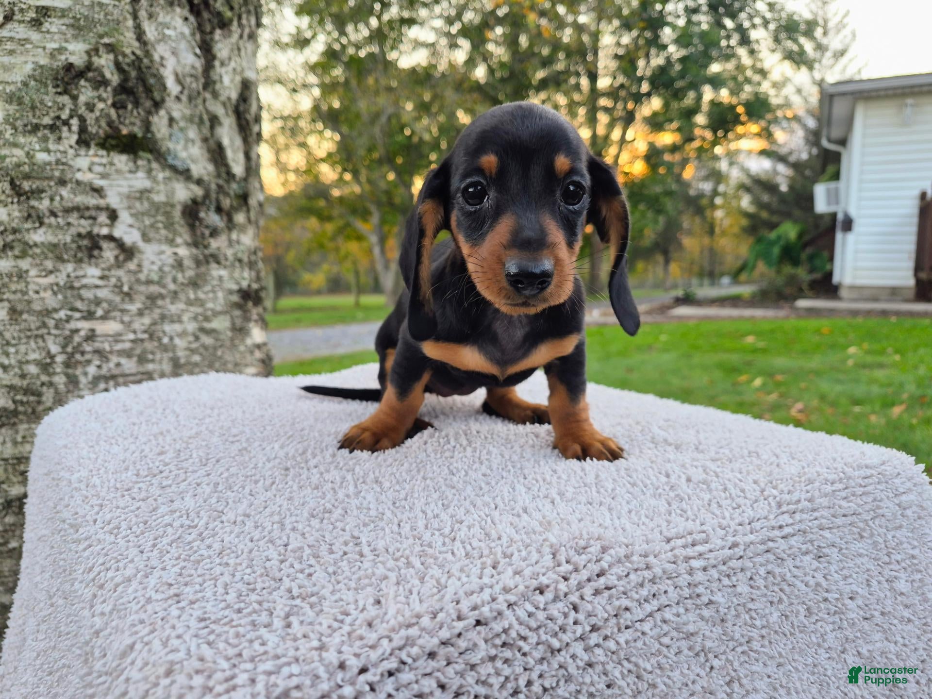 Miniature Dachshund dogs for sale: Remy  - Ad 1