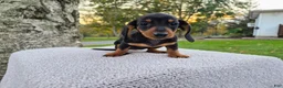 Miniature Dachshund dogs for sale: Remy  - Ad 1