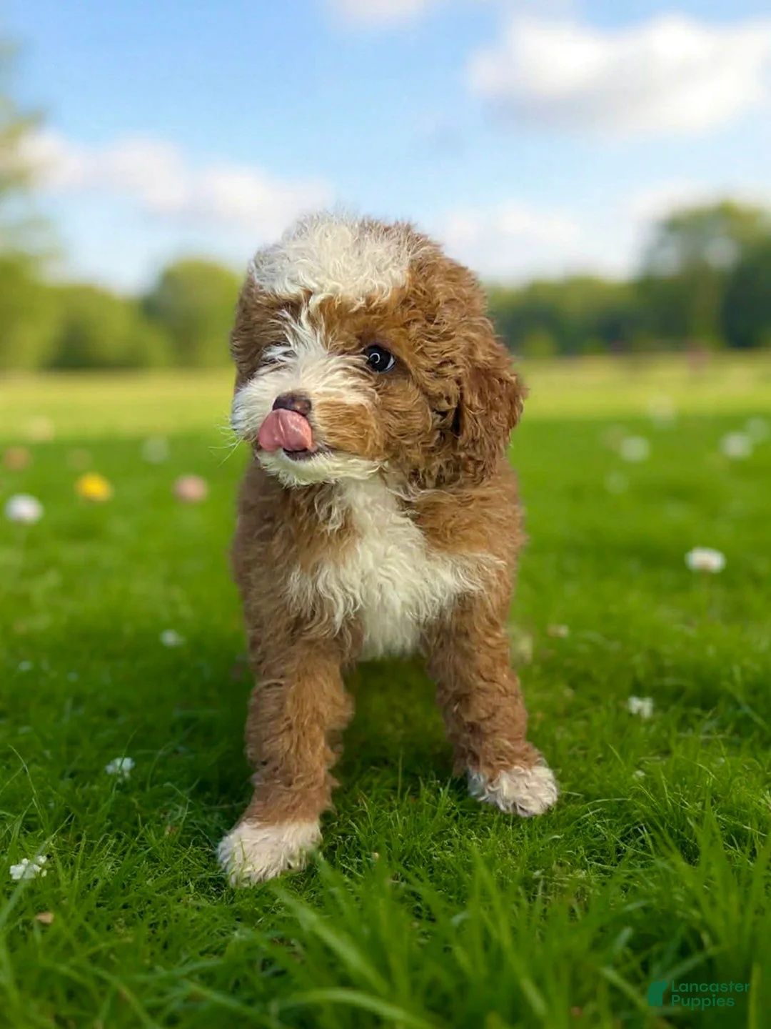 Toy Poodle dogs for sale: Bella - Ad 1