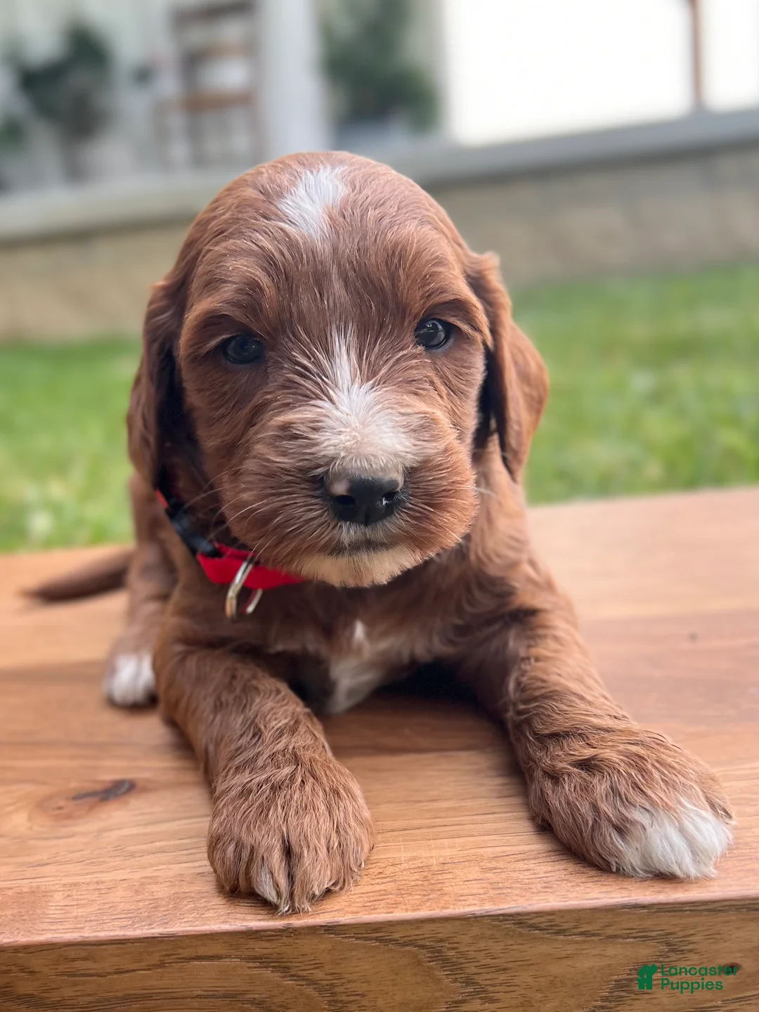 Irish Doodle dogs for sale: Hazel - Ad 1