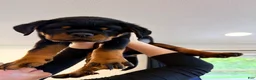 Rottweiler dogs for sale: Yoshi - Ad 3