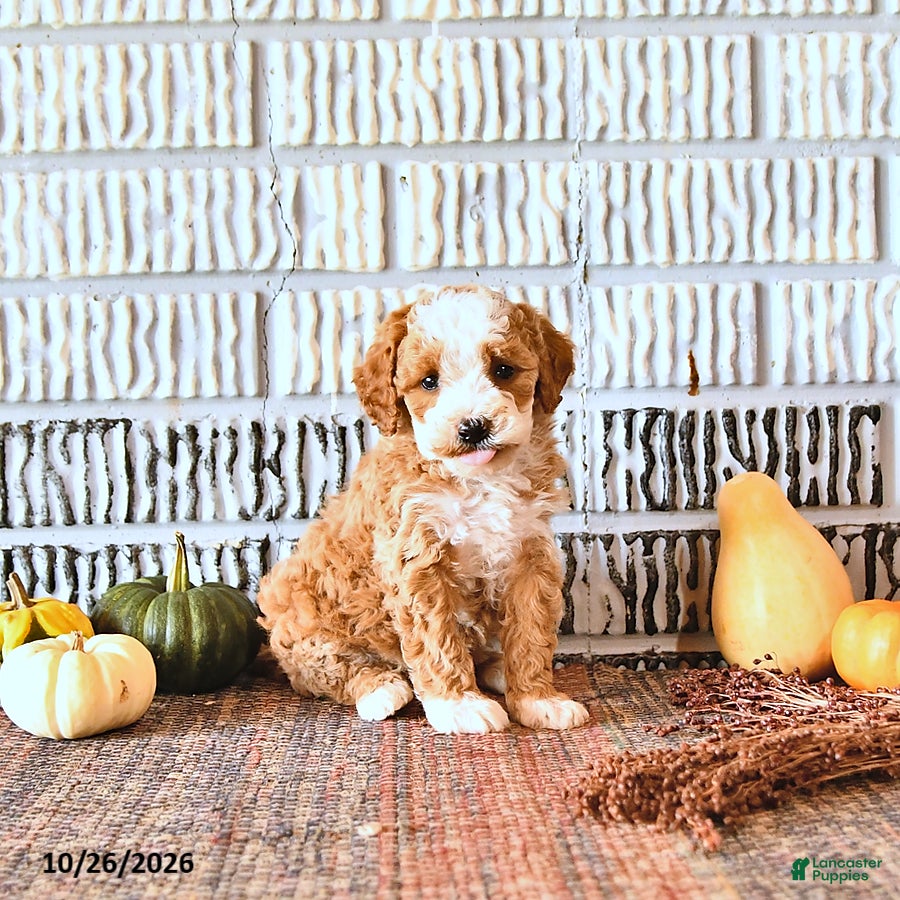 Mini Goldendoodle dogs for sale: Ginger - Ad 1