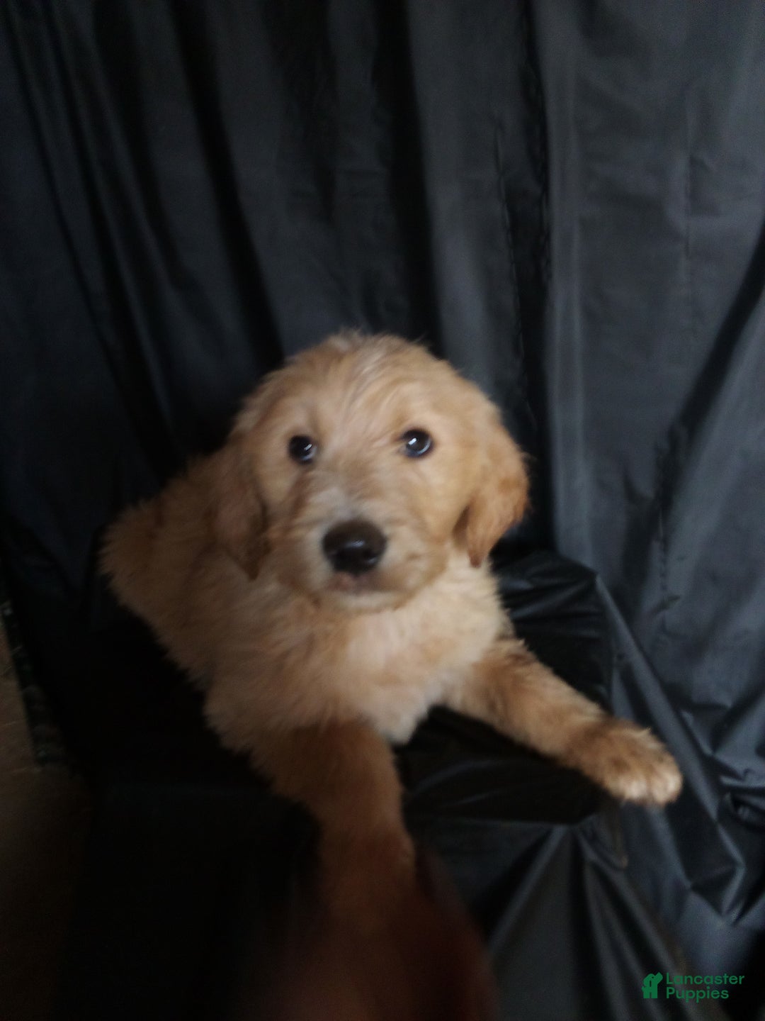 Mixed Breed dogs for sale: Buddy  - Ad 1