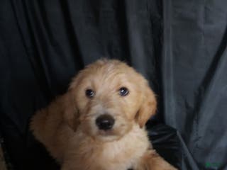 Mixed Breed dogs Buddy - Ad 23