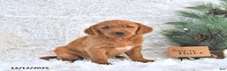 Golden Retriever dogs for sale: Snowflake  - Ad 2