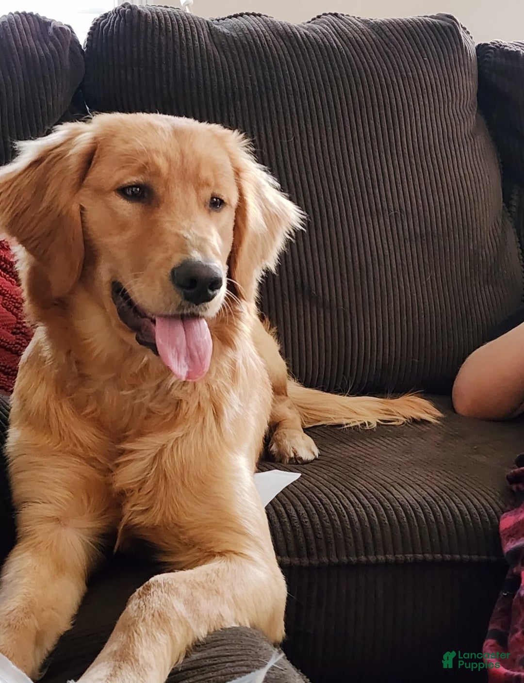 Golden Retriever dogs for sale: Pumpkin - Ad 2