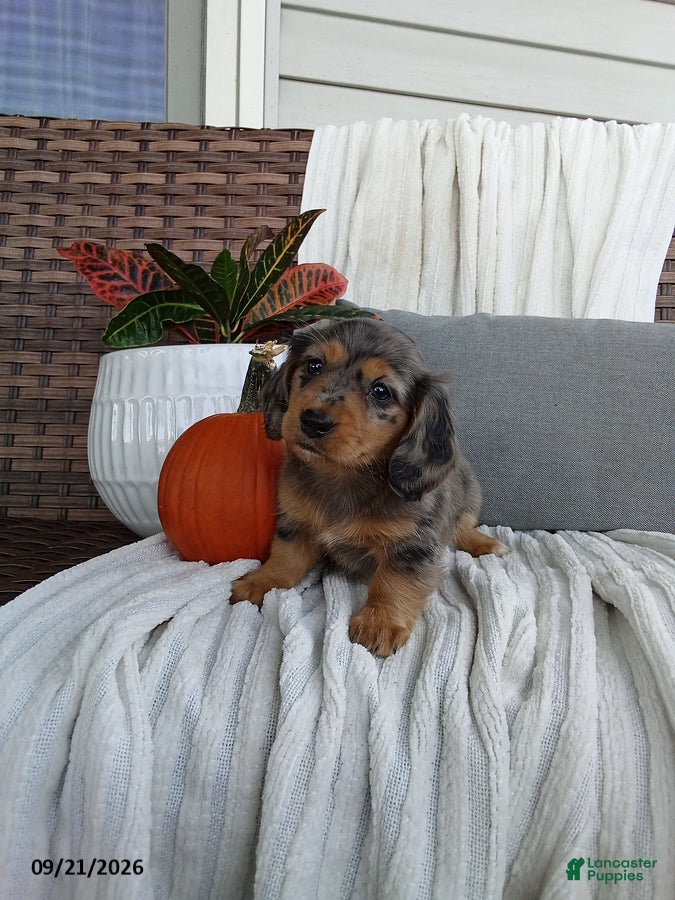 Miniature Dachshund dogs Jewels - Ad 2