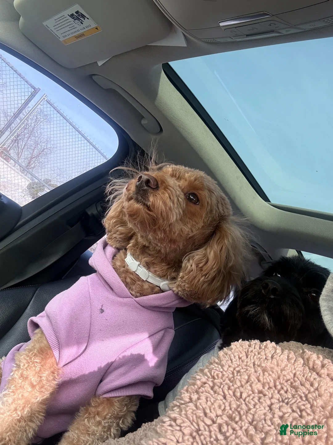 Mixed Breed dogs for sale: Mixed Breed 3 - Ad 2